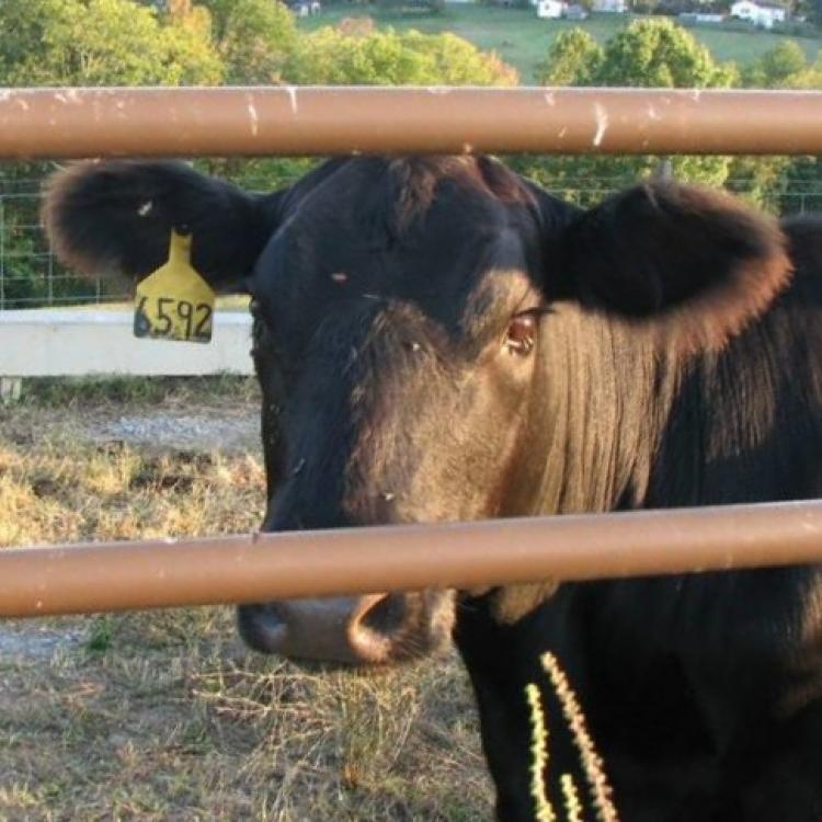  Cow behind gate 