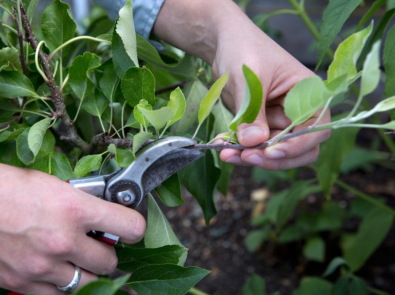 apple tree pruning