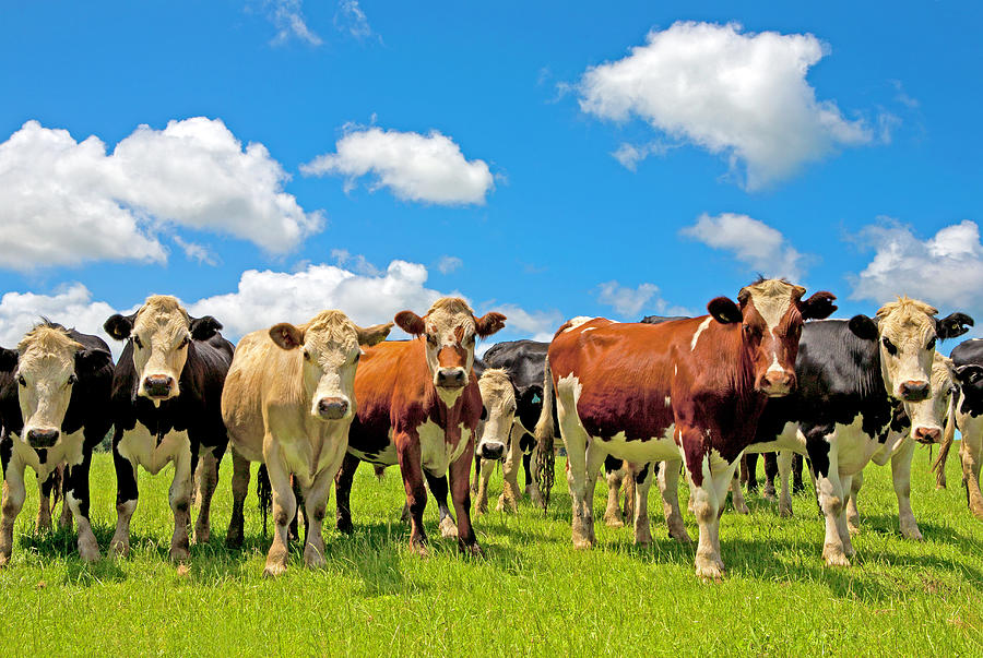 Field of cows