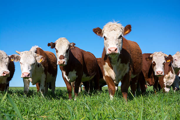 Beef Cows