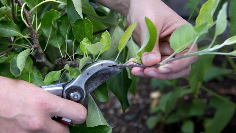 apple tree pruning