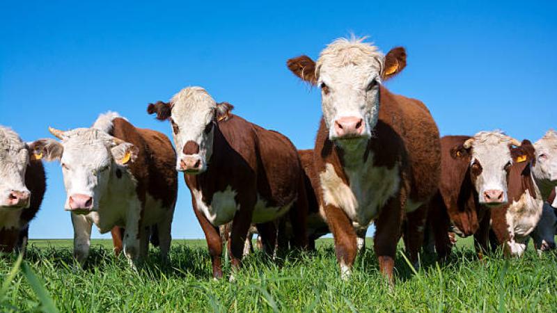 Beef Cows