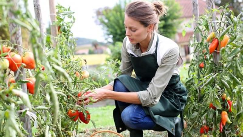 Woman Farmer
